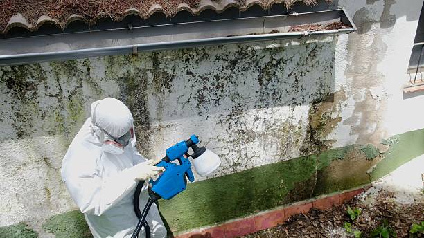 Trusted Commercial Mold Remediation service in Schiller Park, IL - Cheap Mold Removal
